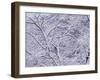 Snow-WizData-Framed Photographic Print