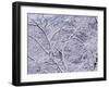 Snow-WizData-Framed Photographic Print