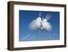 Snowball Flight-Steve Gadomski-Framed Photographic Print