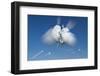 Snowball Flight-Steve Gadomski-Framed Photographic Print