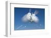 Snowball Flight-Steve Gadomski-Framed Photographic Print