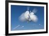 Snowball Flight-Steve Gadomski-Framed Photographic Print