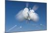 Snowball Flight-Steve Gadomski-Mounted Photographic Print