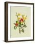 Snowberries, Dogwood and Jasmine-Ursula Hodgson-Framed Giclee Print