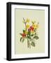 Snowberries, Dogwood and Jasmine-Ursula Hodgson-Framed Giclee Print