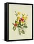 Snowberries, Dogwood and Jasmine-Ursula Hodgson-Framed Stretched Canvas