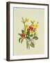 Snowberries, Dogwood and Jasmine-Ursula Hodgson-Framed Giclee Print