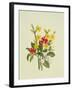 Snowberries, Dogwood and Jasmine-Ursula Hodgson-Framed Giclee Print