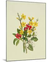 Snowberries, Dogwood and Jasmine-Ursula Hodgson-Mounted Giclee Print