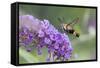 Snowberry Clearwing on Butterfly Bush, Illinois-Richard & Susan Day-Framed Stretched Canvas