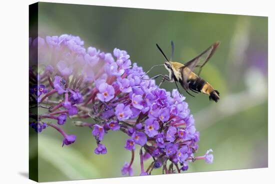 Snowberry Clearwing on Butterfly Bush, Illinois-Richard & Susan Day-Stretched Canvas