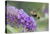 Snowberry Clearwing on Butterfly Bush, Illinois-Richard & Susan Day-Stretched Canvas