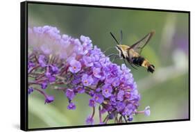 Snowberry Clearwing on Butterfly Bush, Illinois-Richard & Susan Day-Framed Stretched Canvas