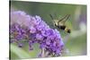 Snowberry Clearwing on Butterfly Bush, Illinois-Richard & Susan Day-Stretched Canvas