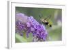 Snowberry Clearwing on Butterfly Bush, Illinois-Richard & Susan Day-Framed Photographic Print