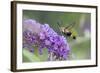 Snowberry Clearwing on Butterfly Bush, Illinois-Richard & Susan Day-Framed Photographic Print