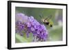 Snowberry Clearwing on Butterfly Bush, Illinois-Richard & Susan Day-Framed Photographic Print