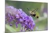 Snowberry Clearwing on Butterfly Bush, Illinois-Richard & Susan Day-Mounted Photographic Print