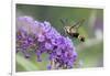 Snowberry Clearwing on Butterfly Bush, Illinois-Richard & Susan Day-Framed Photographic Print