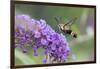 Snowberry Clearwing on Butterfly Bush, Illinois-Richard & Susan Day-Framed Photographic Print