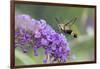 Snowberry Clearwing on Butterfly Bush, Illinois-Richard & Susan Day-Framed Photographic Print