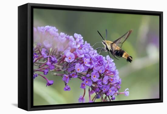 Snowberry Clearwing on Butterfly Bush, Illinois-Richard & Susan Day-Framed Stretched Canvas