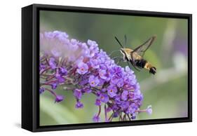 Snowberry Clearwing on Butterfly Bush, Illinois-Richard & Susan Day-Framed Stretched Canvas