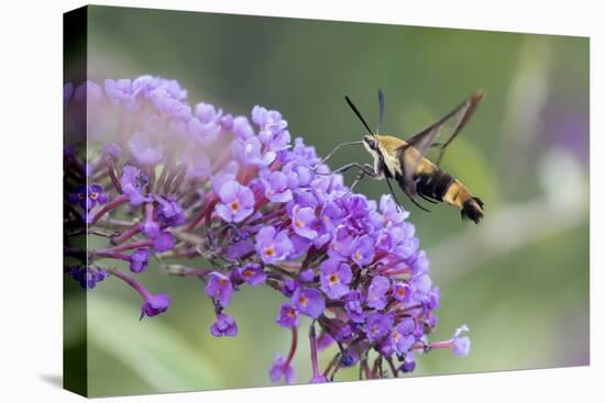 Snowberry Clearwing on Butterfly Bush, Illinois-Richard & Susan Day-Stretched Canvas