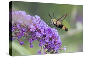 Snowberry Clearwing on Butterfly Bush, Illinois-Richard & Susan Day-Stretched Canvas