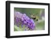 Snowberry Clearwing on Butterfly Bush, Illinois-Richard & Susan Day-Framed Photographic Print