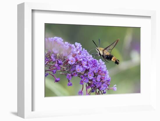 Snowberry Clearwing on Butterfly Bush, Illinois-Richard & Susan Day-Framed Photographic Print