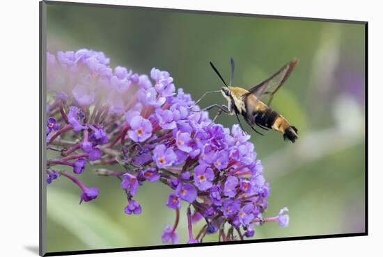 Snowberry Clearwing on Butterfly Bush, Illinois-Richard & Susan Day-Mounted Photographic Print