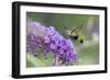 Snowberry Clearwing on Butterfly Bush, Illinois-Richard & Susan Day-Framed Photographic Print