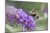 Snowberry Clearwing on Butterfly Bush, Illinois-Richard & Susan Day-Mounted Photographic Print