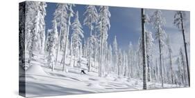 Snowboarder Carving in the Whitefish Range, Stryker Ridge, Montana-Steven Gnam-Stretched Canvas