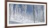 Snowboarder Carving in the Whitefish Range, Stryker Ridge, Montana-Steven Gnam-Framed Photographic Print