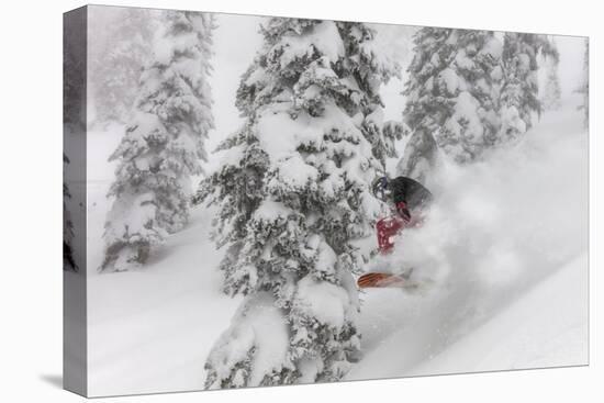Snowboarding in powder at Whitefish Mountain, Montana, USA-Chuck Haney-Stretched Canvas