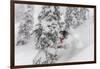 Snowboarding in powder at Whitefish Mountain, Montana, USA-Chuck Haney-Framed Photographic Print