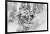 Snowboarding in powder at Whitefish Mountain, Montana, USA-Chuck Haney-Framed Photographic Print