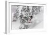 Snowboarding in powder at Whitefish Mountain, Montana, USA-Chuck Haney-Framed Photographic Print