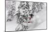 Snowboarding in powder at Whitefish Mountain, Montana, USA-Chuck Haney-Mounted Photographic Print