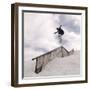 Snowboarding-null-Framed Photographic Print