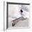 Snowboarding-null-Framed Photographic Print