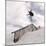 Snowboarding-null-Mounted Photographic Print