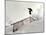 Snowboarding-null-Mounted Photographic Print