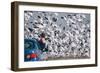 Snowbound, Snow Geese at Merced Wildlife Refuge-null-Framed Photographic Print