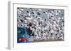 Snowbound, Snow Geese at Merced Wildlife Refuge-null-Framed Photographic Print