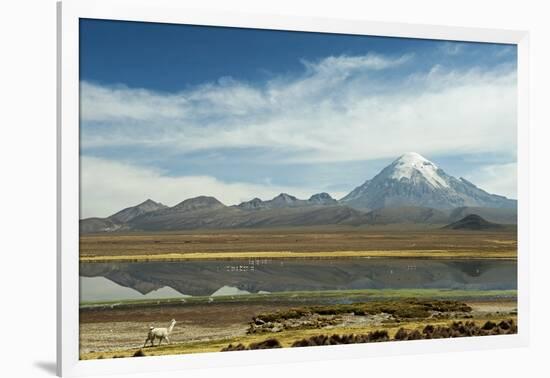 Snowcapped volcano Sajama with flamingos foreground, Sajama National Park, Bolivia-Anthony Asael-Framed Photographic Print