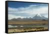 Snowcapped volcano Sajama with flamingos foreground, Sajama National Park, Bolivia-Anthony Asael-Framed Stretched Canvas
