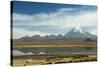 Snowcapped volcano Sajama with flamingos foreground, Sajama National Park, Bolivia-Anthony Asael-Stretched Canvas